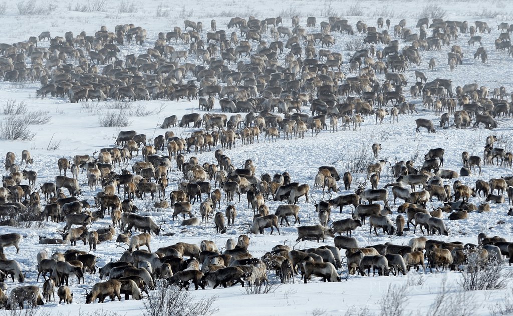 Reindeer Herd near the new Inuvik to Tuk Highway 